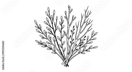 Elegant Black and White Line Drawing of a Botanical Herb with Diverse Leaf Structures