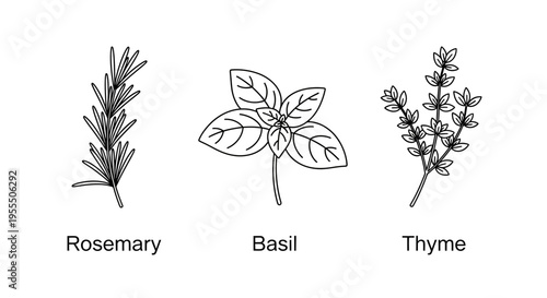 Illustration of Three Herb Plants Rosemary Basil and Thyme in Line Drawing Style