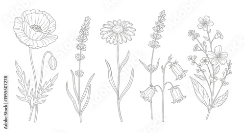 Line Art Illustration of Various Wildflowers and Botanicals in Minimalist Style for Nature and