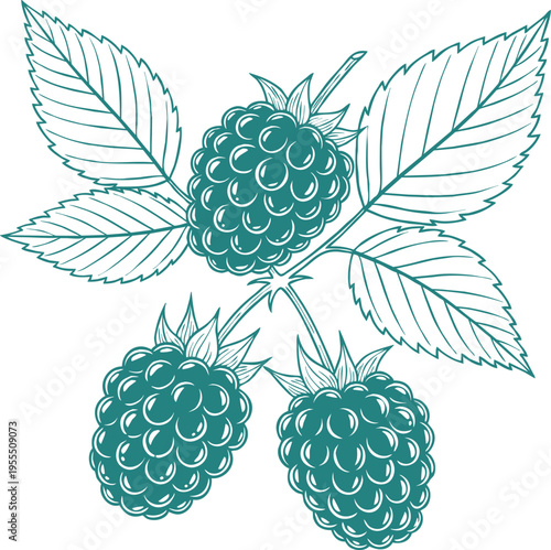Three ripe raspberries with green leaves detailed doodle illustration on transparent background for nature