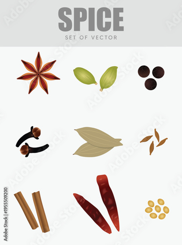 Indian masala spices collection illustration with herbs ingredients aromatic traditional cooking concept vector poster