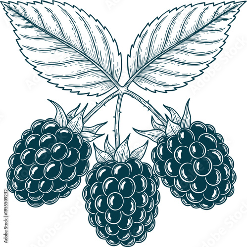 Three ripe blackberries with green leaves detailed doodle illustration on transparent background for nature
