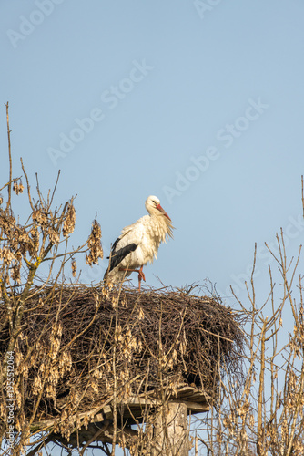 white stork in his nest, high on a tree trunk between branches, relax and recreating high above