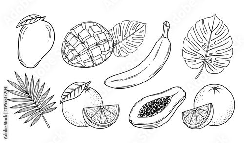 Hand Drawn Tropical Fruit Set with Mango, Banana, Papaya, Pineapple, Citrus, and Leaves Sketch Illustrations for Fresh Organic Food Vector Design