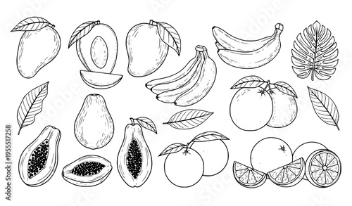 Hand Drawn Tropical Fruit Collection with Banana, Papaya, Mango, Citrus, and Leaves Sketch Illustrations for Organic Food Design Vector Set
