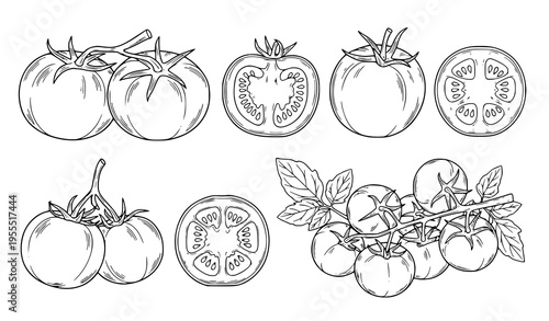 Tomato Line Art Illustration Set Featuring Whole Tomatoes, Cross Sections, and Vine Clusters for Organic Food Design, Gardening, Fresh Produce, and Culinary Use