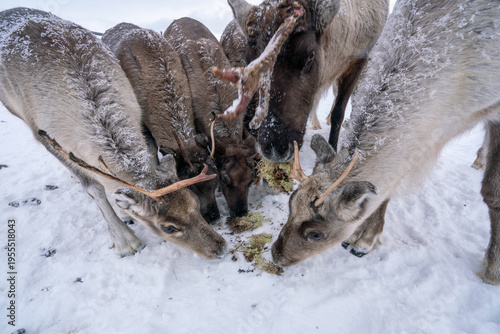 deer in the snow eating
