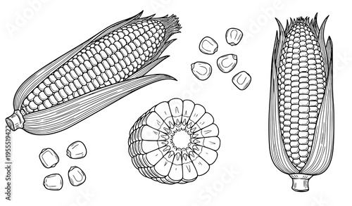 Corn Cob and Kernels Line Art Vector Set with Hand Drawn Maize Illustrations, Detailed Agriculture Crop Collection for Farm Food Design and Botanical Graphics