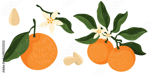 Orange fruit set elements collection flower leaves branch stones citrus nature food design