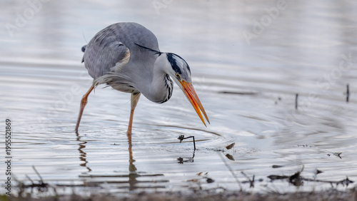 Grey Heron (Ardea cinerea) Fishing
