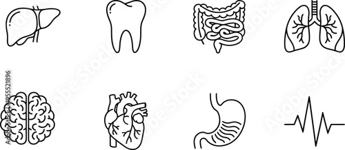 Cartoon human organ illustration with liver, lungs, brain, heart, stomach, and anatomy icons for medical design