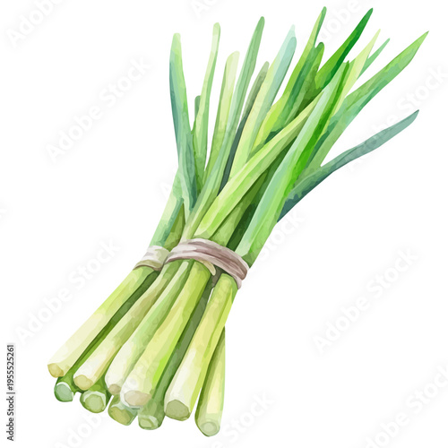 watercolor of Lemongrass High Quality painting, isolated on a white background.