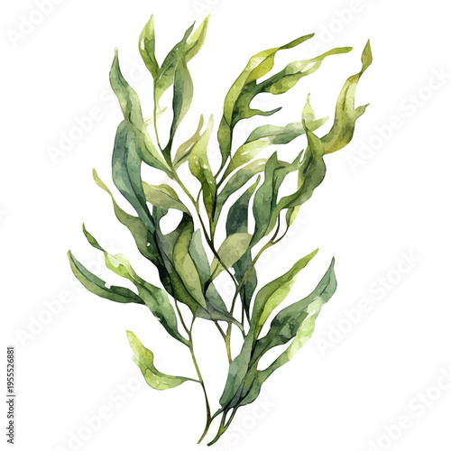 Kelp High Quality, watercolor artwork with intricate patterns and vibrant, isolated on a white background.