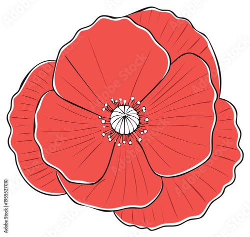 Illustration of a striking red poppy flower with delicate white outlines and a detailed center