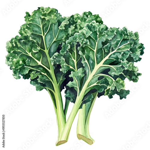 Kale High Quality, watercolor vector depicting playful antics, isolated on a white background.
