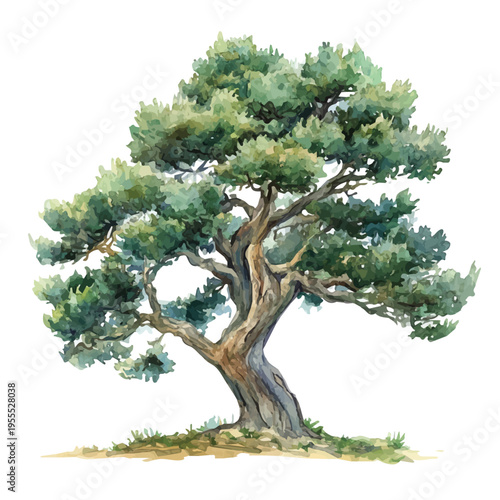 Juniper Tree High Quality, watercolor illustration featuring soft shadows and luminous, isolated on a white background.