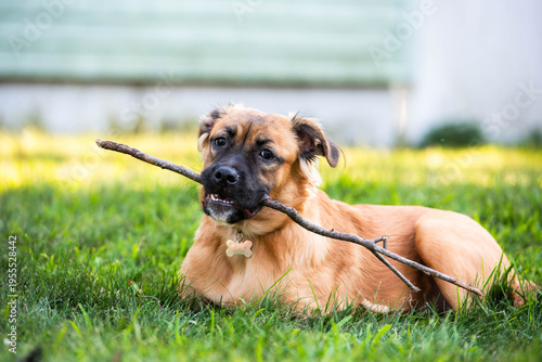 Canvas Print A brown dog with a black snout sits proudly in a grassy backyard holding an oversized stick, a joyful and funny portrait of classic dog behavior and backyard play