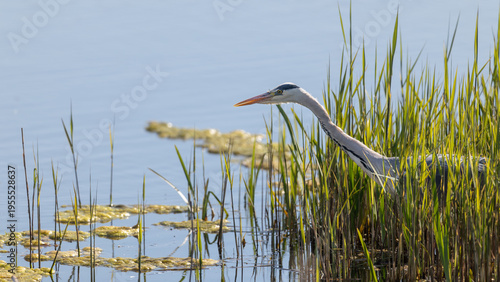 Grey Heron (Ardea cinerea) in Long Grass