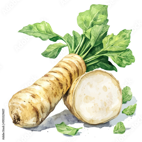 Horseradish, watercolor illustration featuring soft shadows and luminous, isolated on a white background.