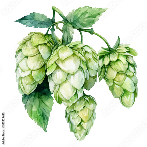 Hops, watercolor artwork with intricate patterns and vibrant, isolated on a white background.