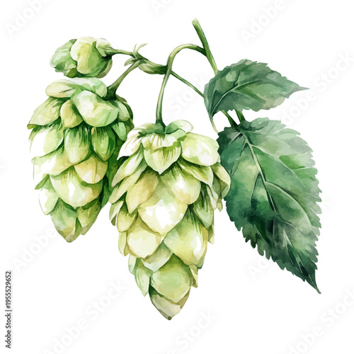 Hops, watercolor artwork with intricate patterns and vibrant, isolated on a white background.
