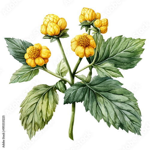 Goldenseal High Quality, watercolor illustration featuring soft shadows and luminous, isolated on a white background.