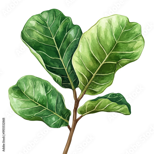Fiddle Leaf Fig High Quality, watercolor illustration featuring soft shadows and luminous, isolated on a white background.