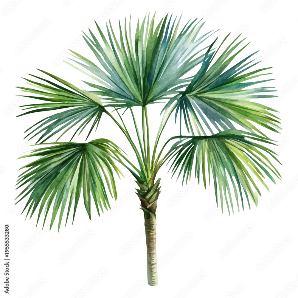 Fototapeta premium Fan Palm High Quality, watercolor clipart showing delicate textures and whimsical forms, isolated on a white background.