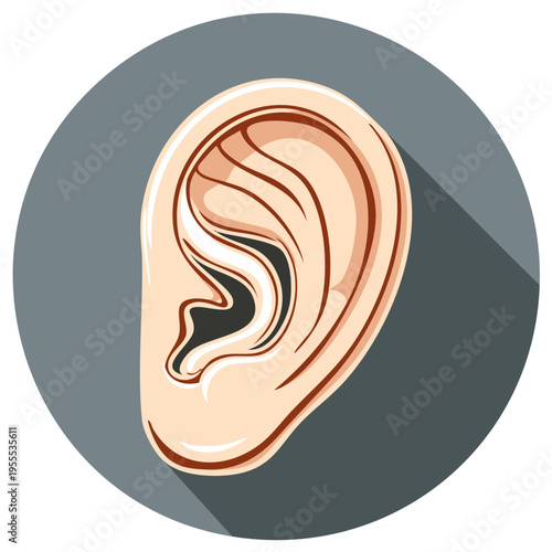 Human ear illustration. Anatomy of the hearing organ. Cartoon style.