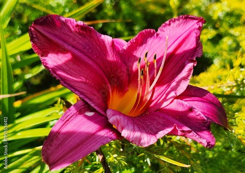 Flower in the garden