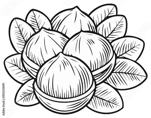 Chestnuts and Leaves, Black Outline Drawing, Harvest Season, Food Illustration