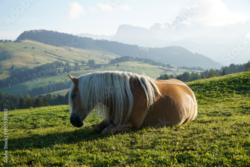 Canvas Print Peaceful horse resting in warm morning light evokes calm, trust and natural harm