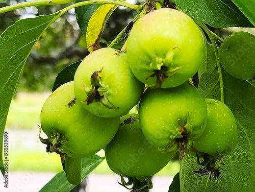 green apples on  a tree