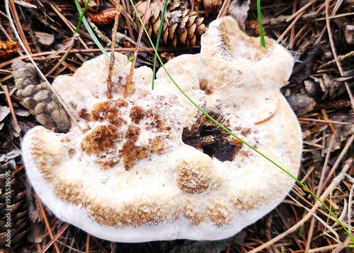 Mushroom in the forest