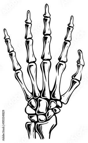 Detailed Illustration of a Human Skeleton Hand with Visible Bones and Joints
