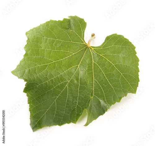 Green grape leaf isolated o...