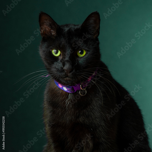 portrait of a black cat