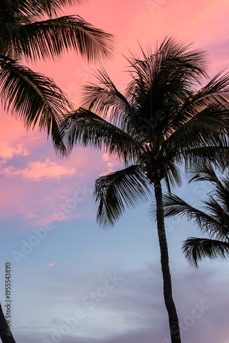 Sunset in the carribean with palm trees 