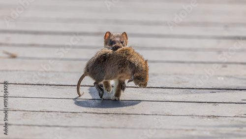 Fotografie Stoat (Mustela erminea) and European Water Vole (Arvicola amphibius) Prey Trotti
