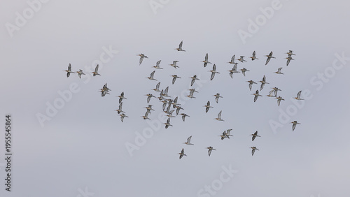 Flock  of Black-tailed Godwit (Limosa limosa) in Flight