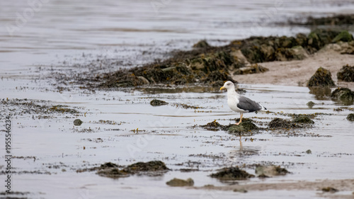 Lesser Black-Backed Gull (Larus fuscus) on a Beach