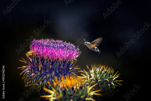 Bee in Flight Approaching Thistle Flower. A bee frozen in flight approaching a purple thistle flower (Cirsium sp.). Wings in motion blur. Natural light. Sicily, Italy.