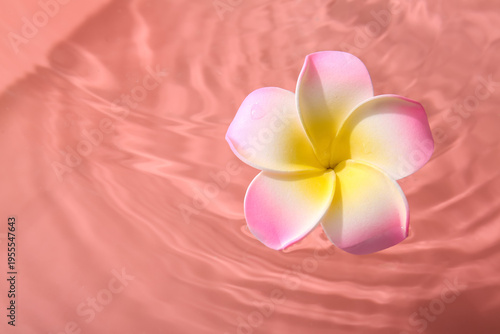Beautiful plumeria flower i...