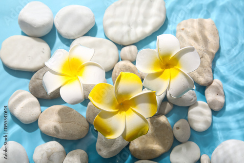 Beautiful plumeria flowers ...