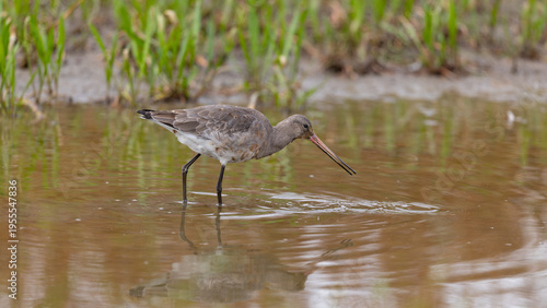 Black-tailed Godwit (Limosa limosa) Wading