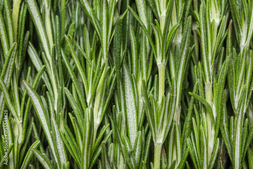 Fresh rosemary as backgroun...