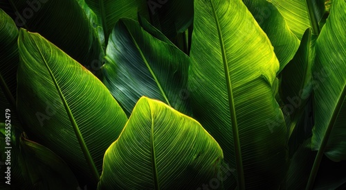 Lush Green Leaves - A Close-Up View of Tropical Foliage.