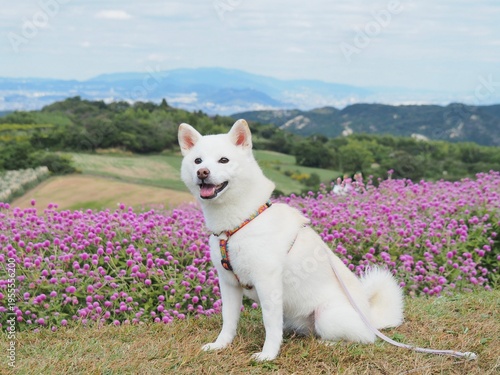 千日紅の花畑と白い犬