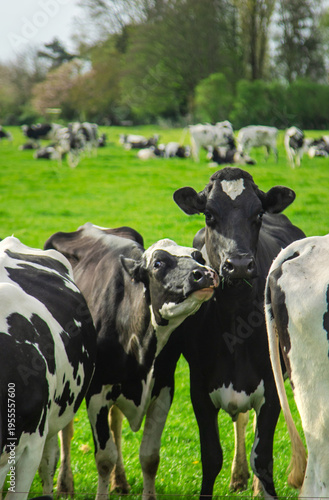 Photos Cows graze in the pasture. Selective focus.