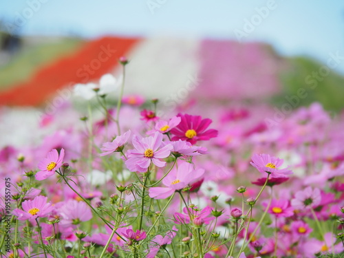 カラフルな秋桜畑